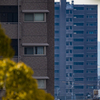 CANON RF 800mm F11 （ 試写・１）