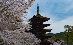 桜・７＿１