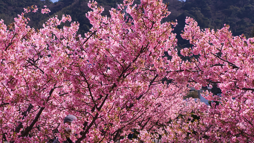河津桜＿１６