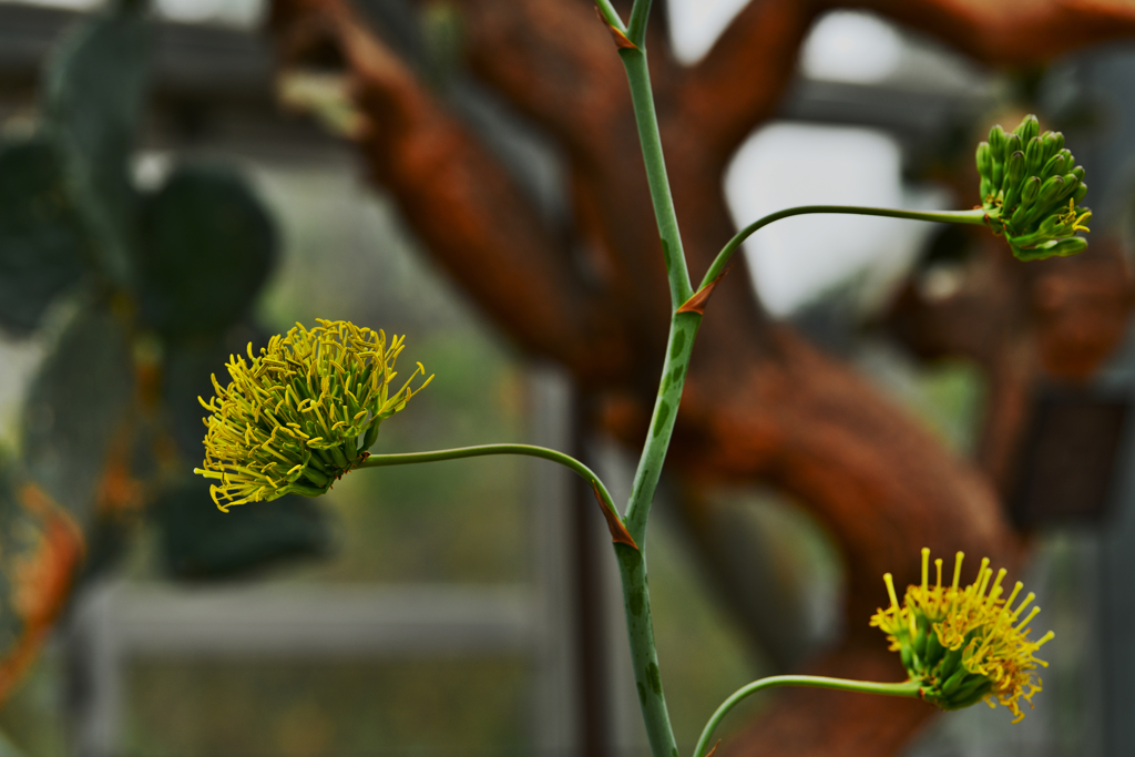 雷神の花１