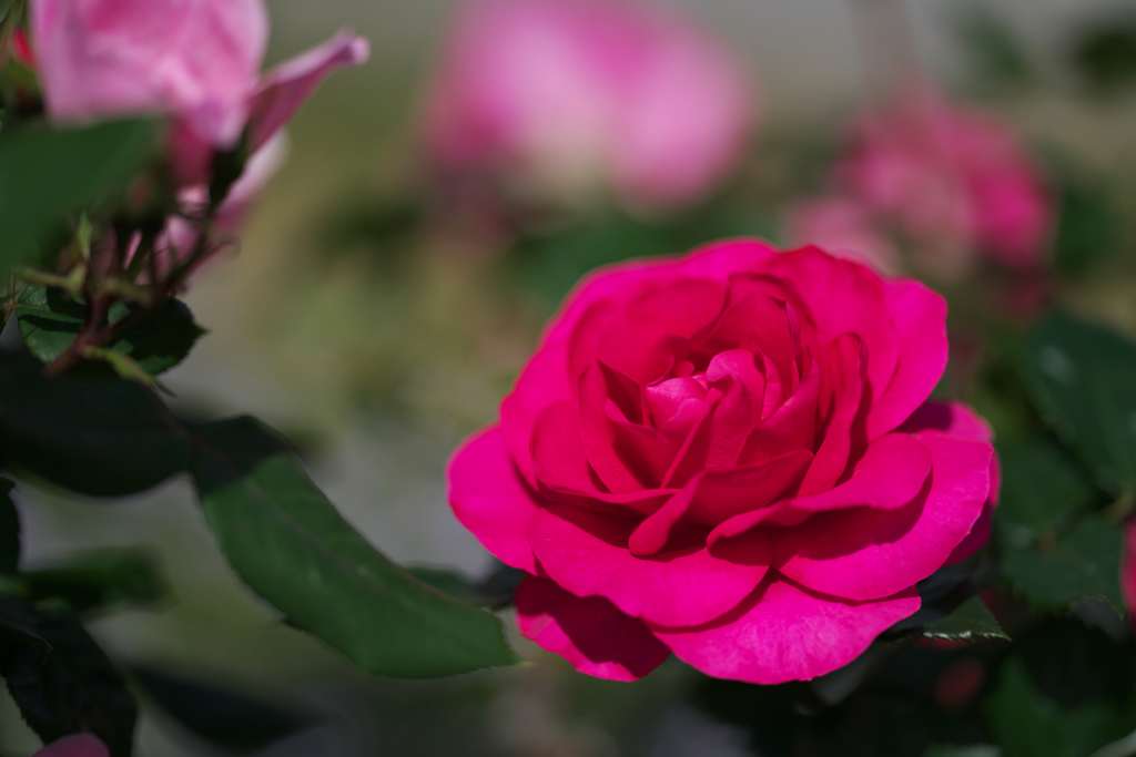 バ　ラ・１＿５