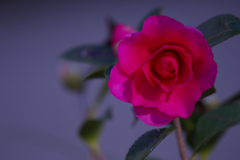 山茶花＿３０＿１８