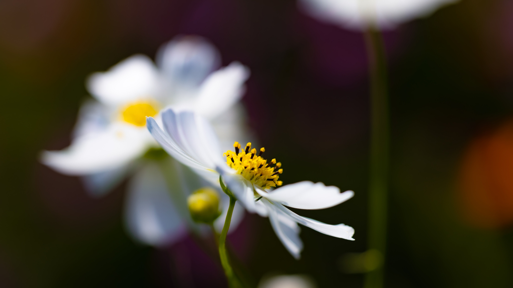 秋　桜・２２＿１５