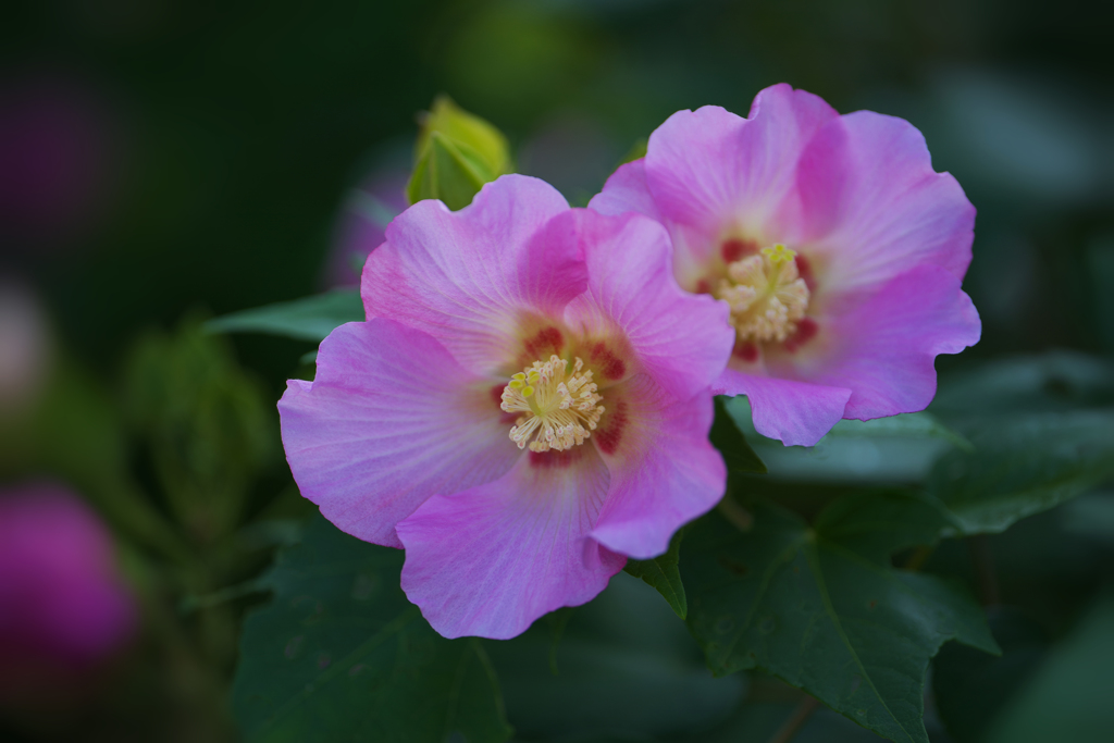 花アオイ・２