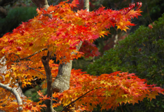 紅葉探索・４１