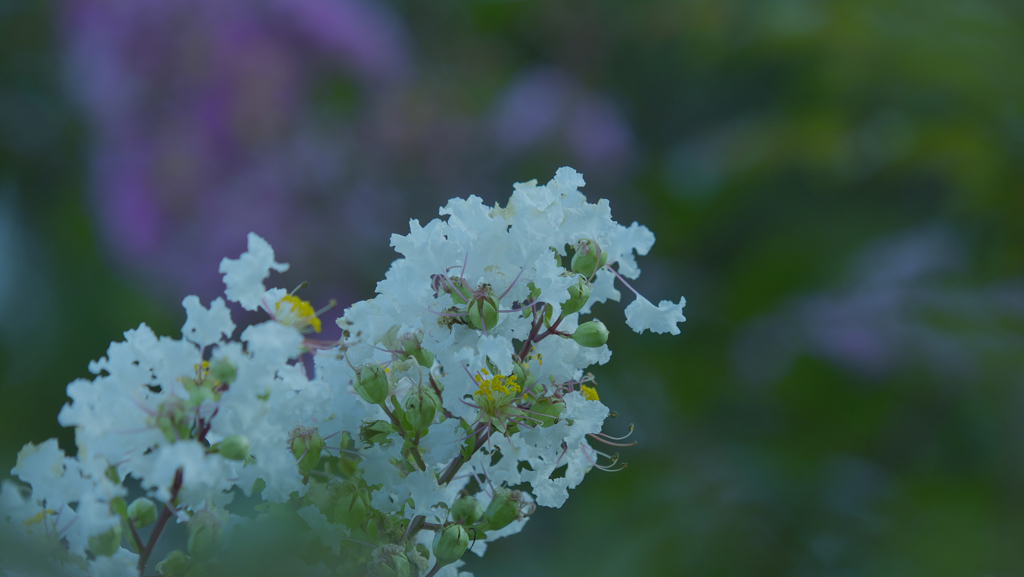 盛夏の花・７