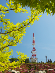 大平山 山頂公園のツツジ＿１９・１