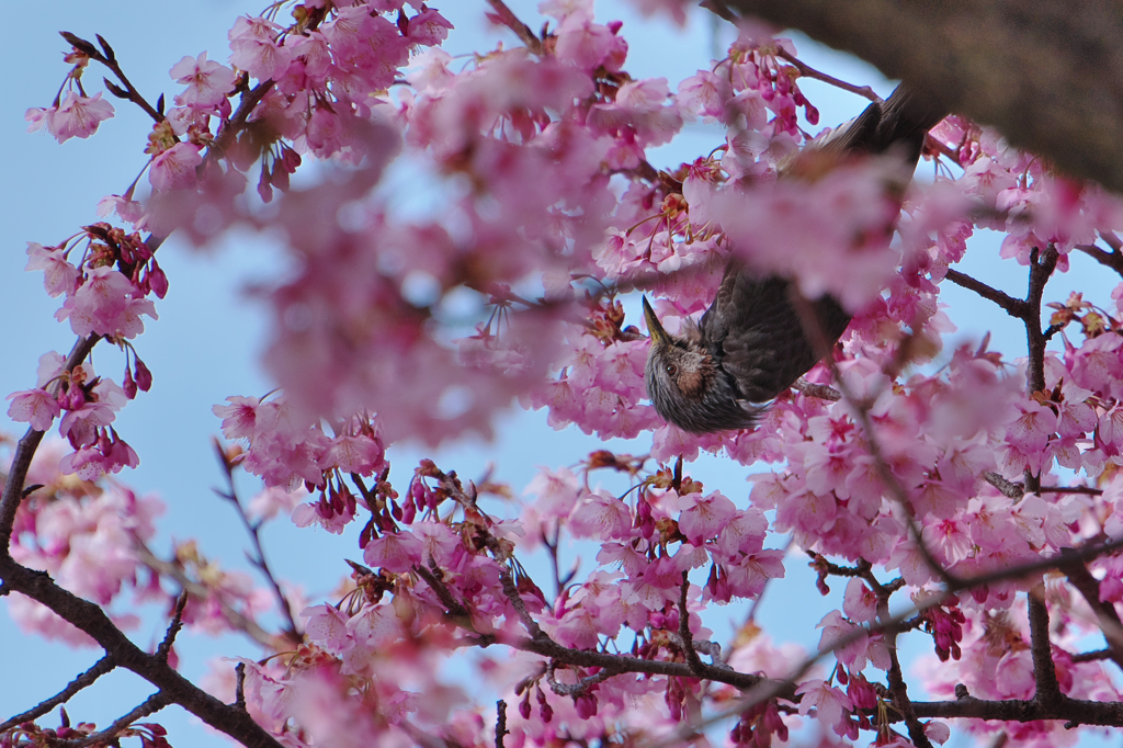 寒桜・１１