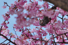 寒桜・１１