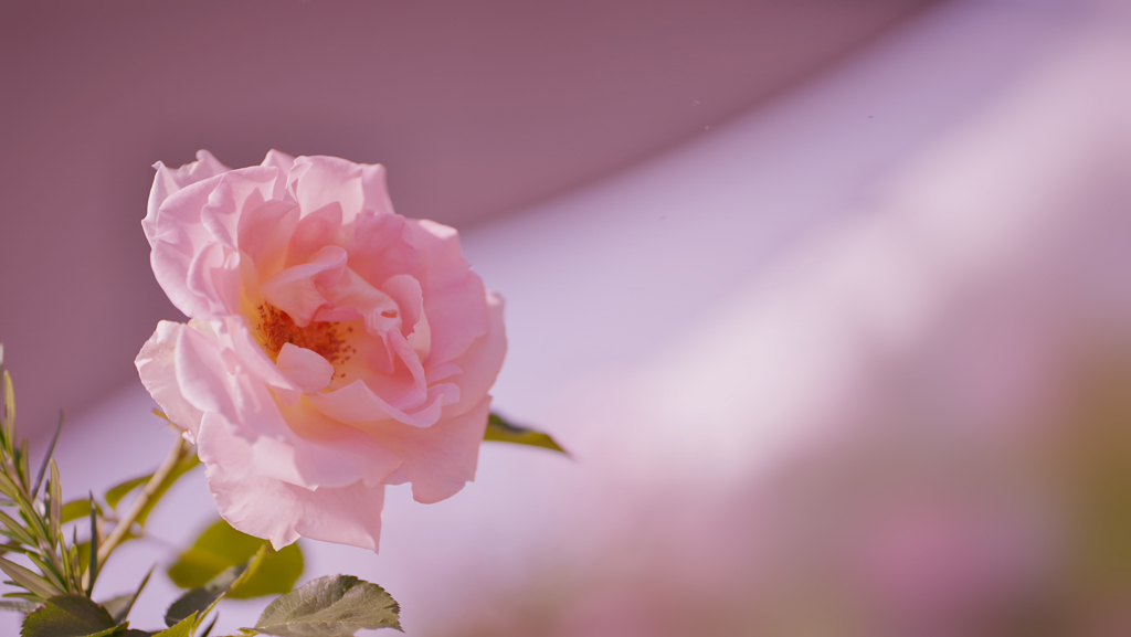 春バラ・３０＿３５