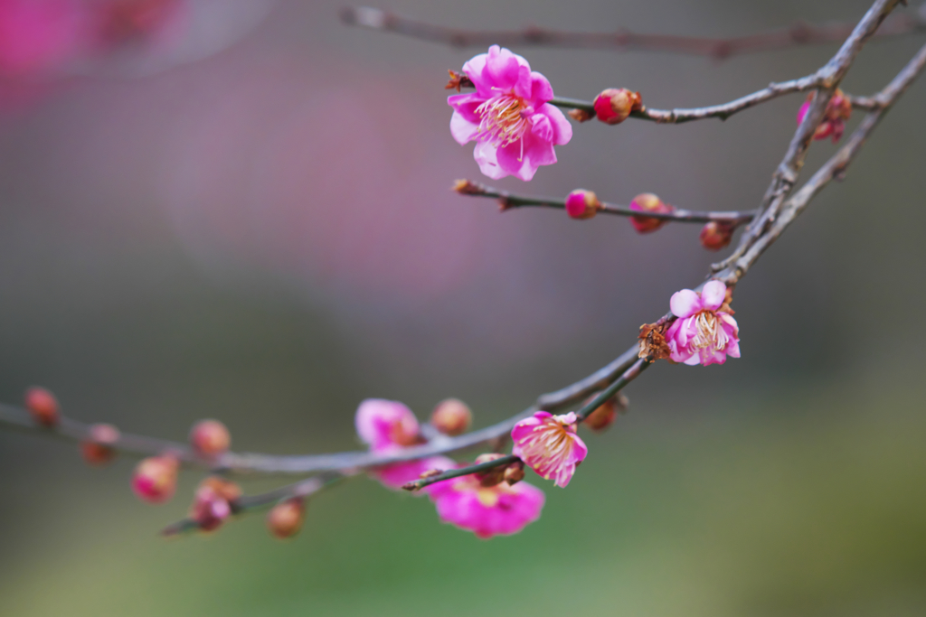 梅花３０＿６