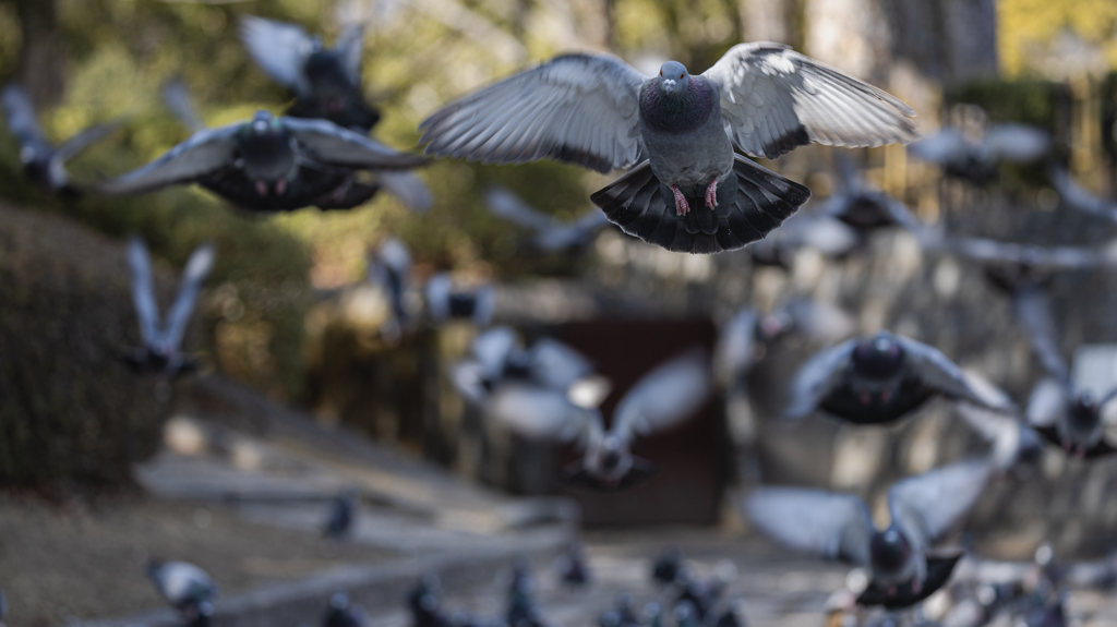 鳩・４＿２