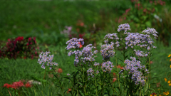 NIKON Z7 試写・３