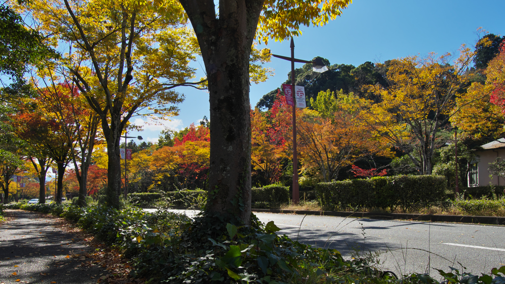 パークロードの紅葉・１