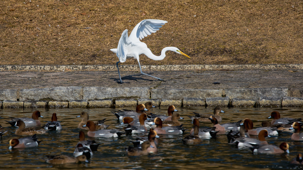 公園の野鳥たち＿５