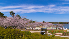 桜・ときわ公園１