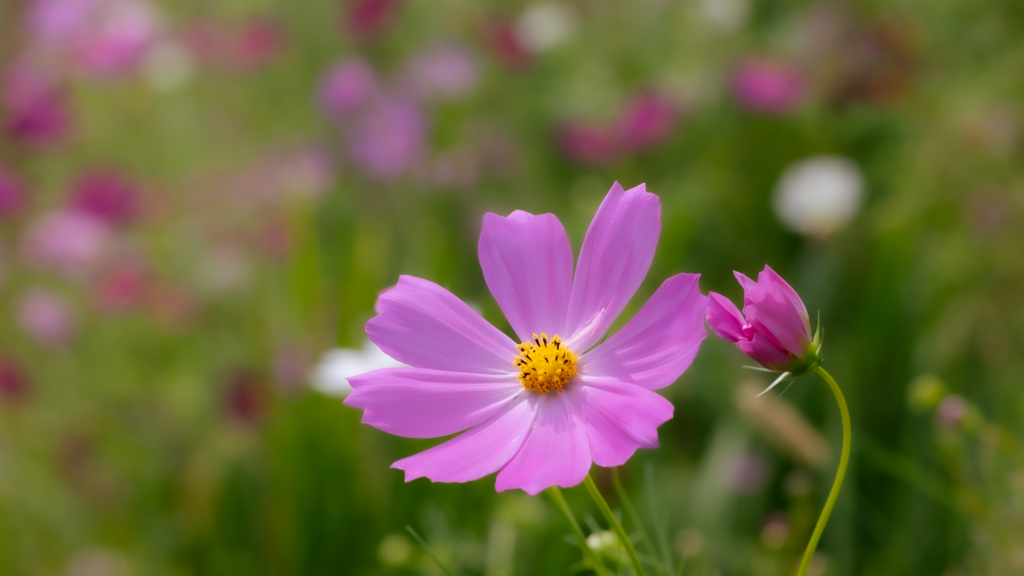 秋桜・１＿４