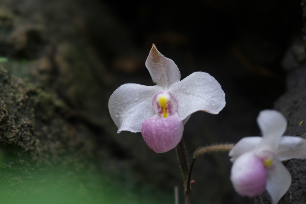 パフィオペディラム　デレナティイ