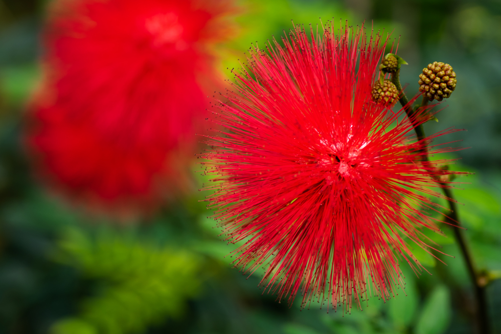 オオベニゴウカン