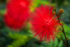 オオベニゴウカン