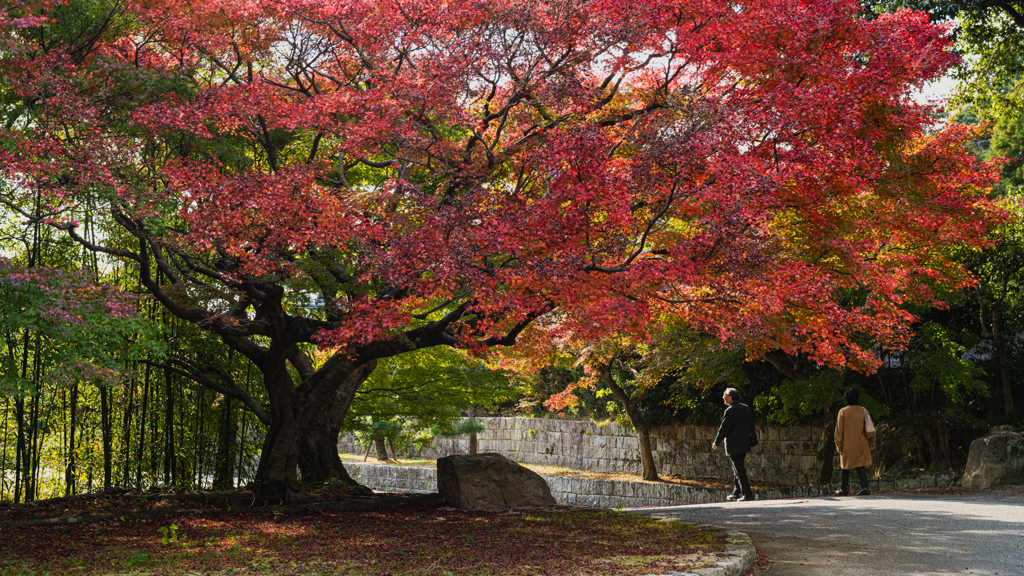 紅葉の頃＿１