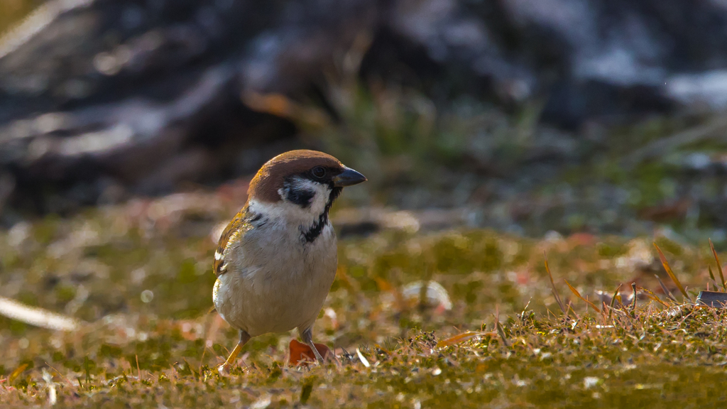 公園の野鳥たち＿７