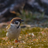 公園の野鳥たち＿７