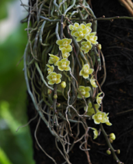 キロシスタ　ビリディフラバ