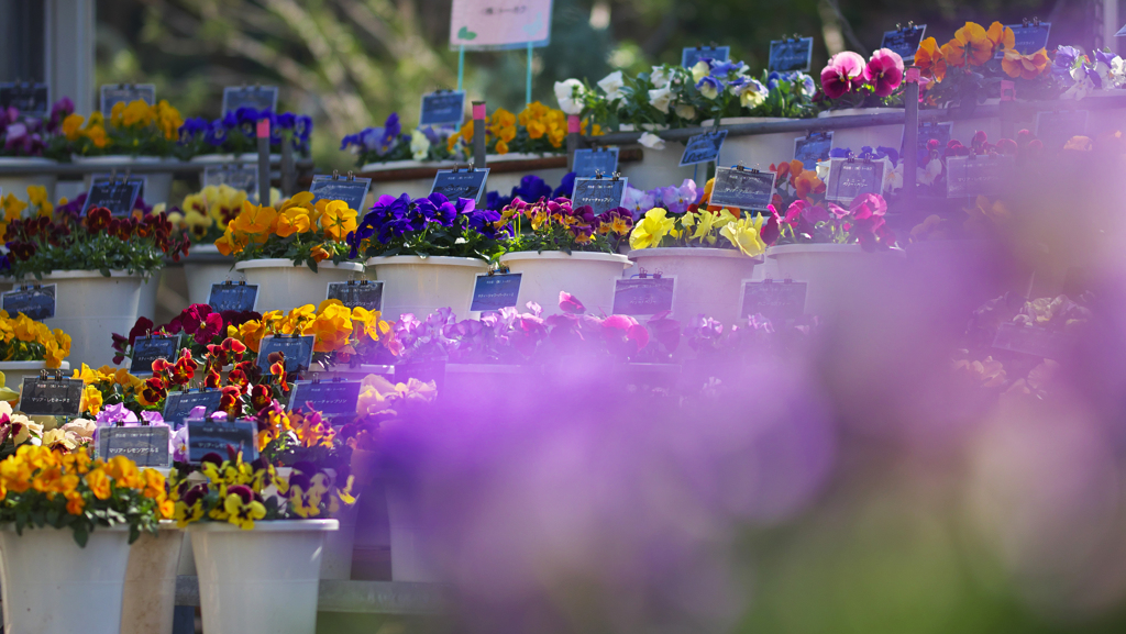 パンジー ・１９＿４