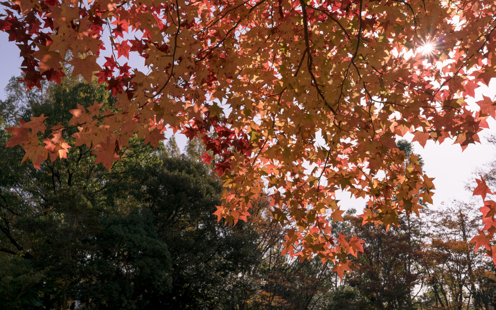 秋彩＠パークロード・３