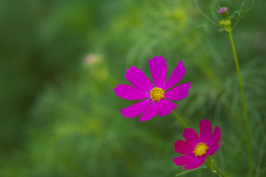 秋　桜・１＿４