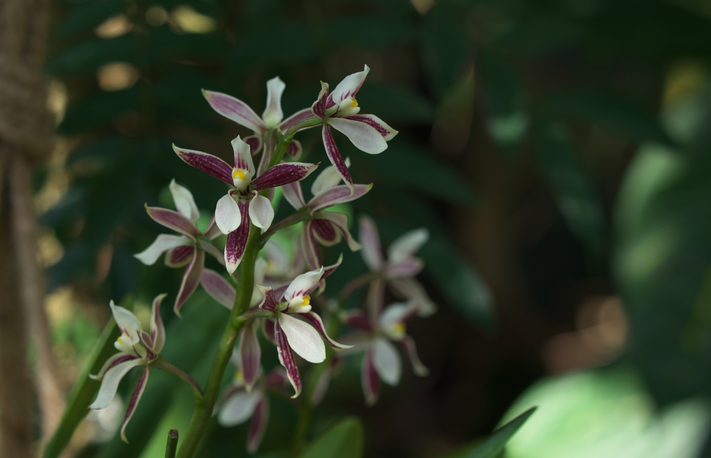 プロステケア　アレマノイデス１