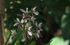 プロステケア　アレマノイデス１