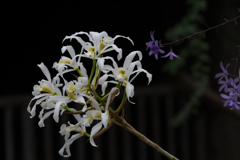 レリア　スーパービエンス