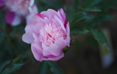 芍薬＿３