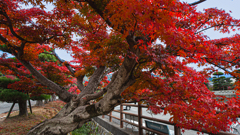 紅　葉＿３