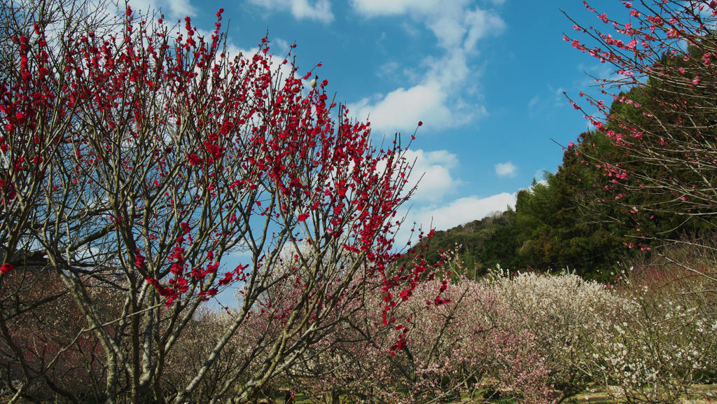 萩往還梅林園＿１２