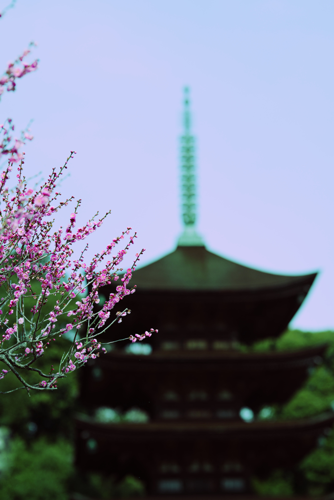 梅花と五重塔＿１１