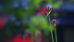 曼珠沙華・５