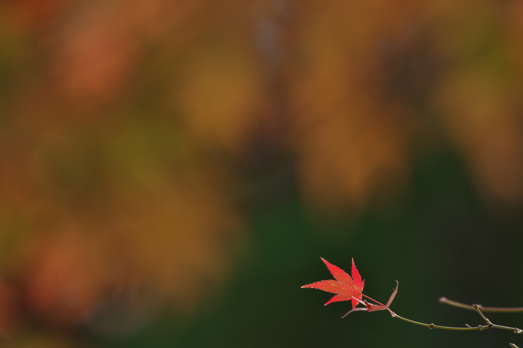 紅一葉