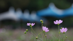 秋桜・２０