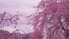 しだれ桜・１９＿８