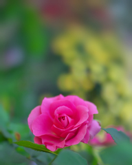 春薔薇・２５