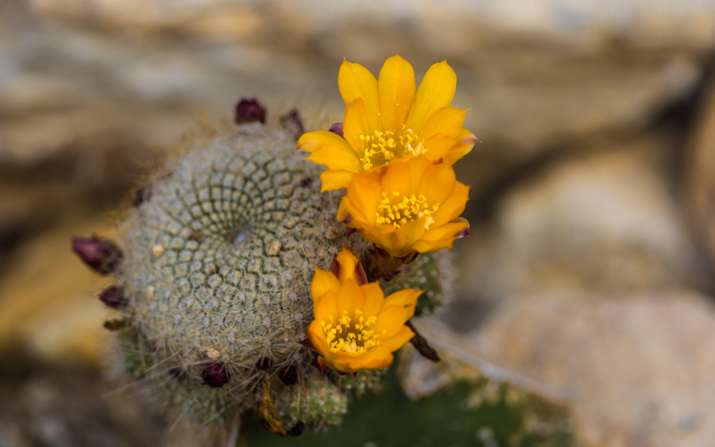 金　簪　丸（キンサンマル）