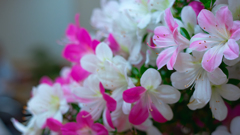 さつき・花柄１１