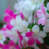 さつき・花柄１１