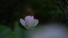 夜明けの孫文蓮・１１