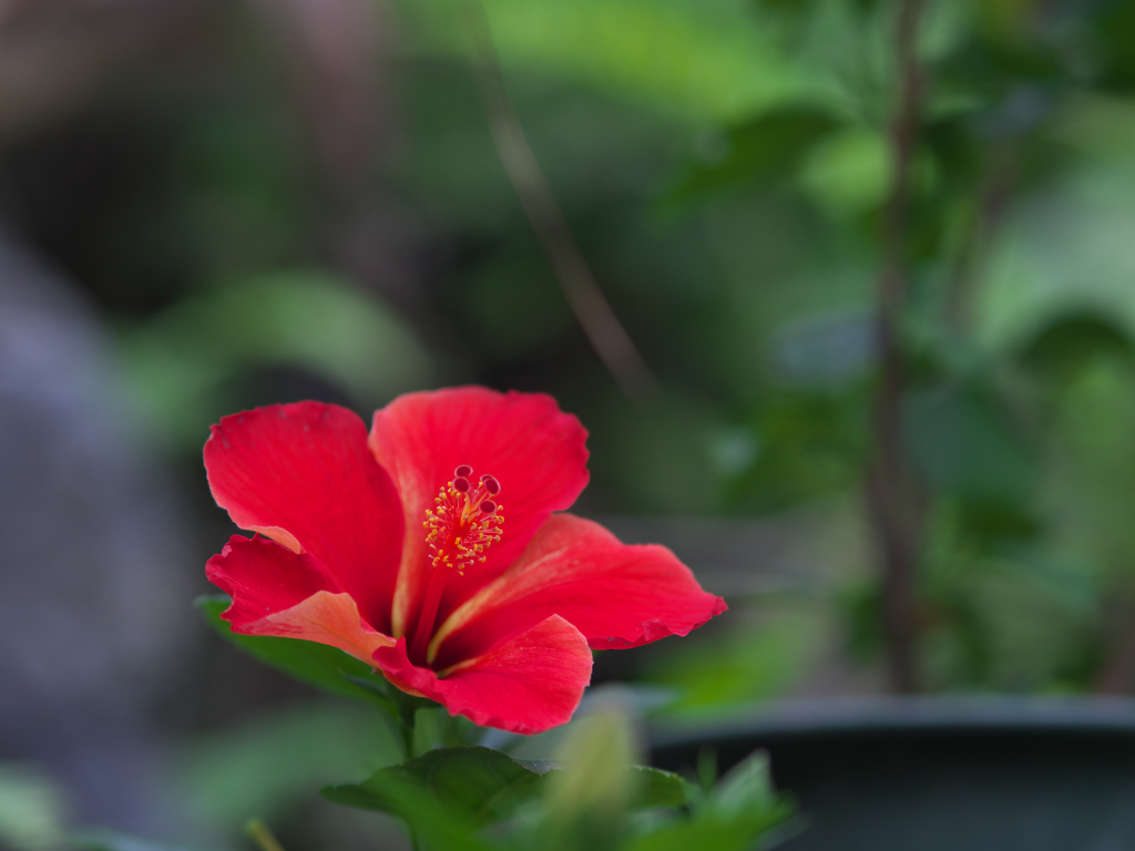 ハイビスカス・５