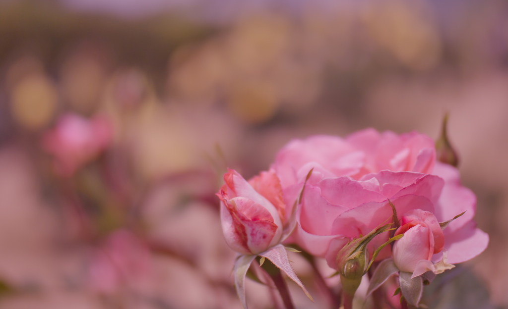 春バラ・３０＿２５