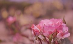 春バラ・３０＿２５